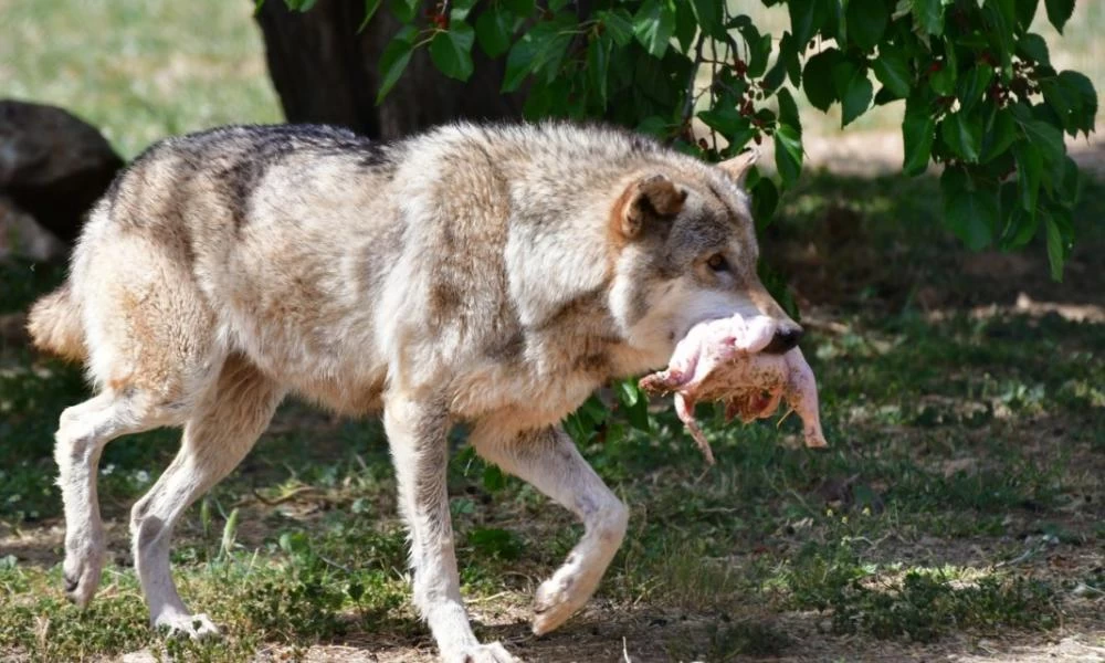 Γ. Αμυράς: Αυτοψία στο σημείο επίθεσης δύο σκύλων στη Ραπεντώσα Πεντέλης